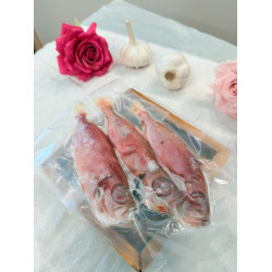 炎光魚